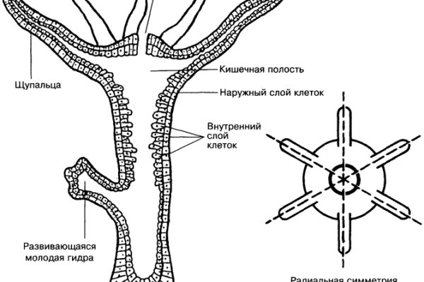 Пасаремос блэк спрут