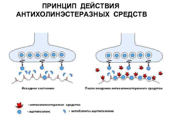 Black sprut ссылка